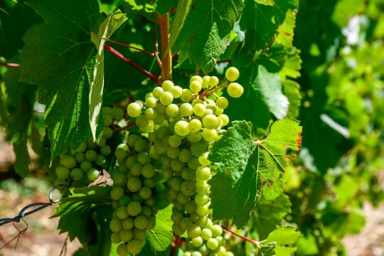 Vignoble de Champagne