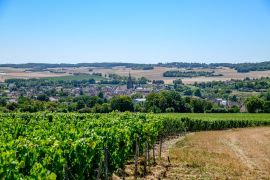 Vignoble de Champagne